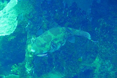 Famous wreck ship Fujikawa maru in Truk lagoon