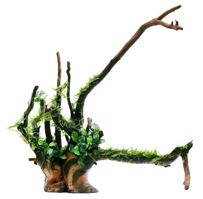 爪哇苔藓和野蔷薇系在沼泽木里