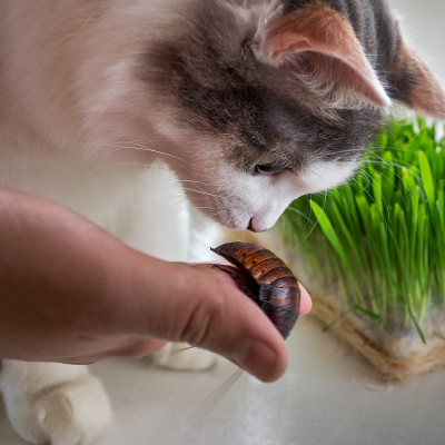 一只毛茸茸的小猫咪饶有兴趣地看着一只被一个男孩牵着的马达加斯加蟑螂