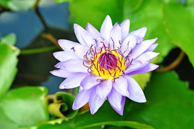 莲花