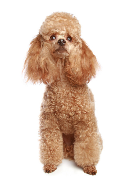杏贵宾犬小狗