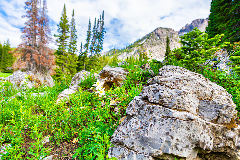 Alta的Albion盆地，犹他州的夏天与岩石的瓦萨奇山的风景在塞克雷特湖徒步与岩石在前景和白色的耧