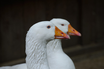 鹅