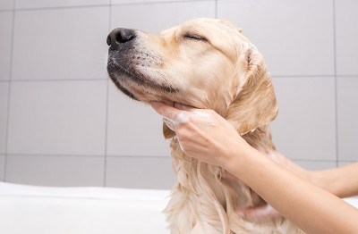 女孩用泡泡浴给狗洗澡。美容师用淋浴给他的金毛猎犬洗澡