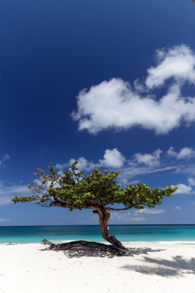 海滩上树