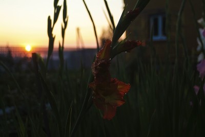 夏日日落时花园里的剑兰