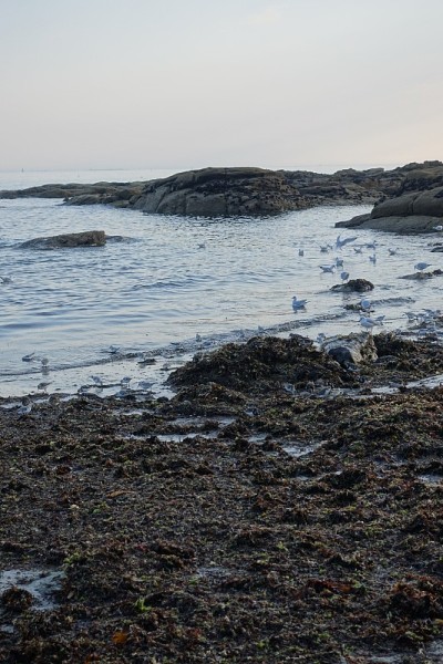 一群海鸟，燕鸥，海鸥，矶鹞，布列塔尼海岸，法国，夏季