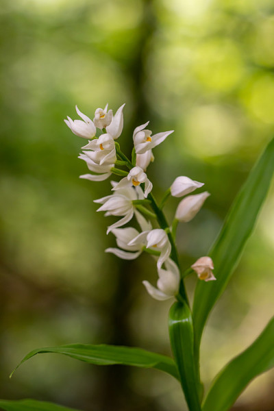 长叶头茅的花在野外，闭合
