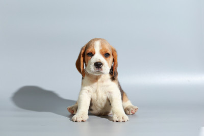 1个月纯种比格犬在灰色屏幕上