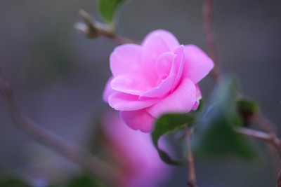 公园里的茶花展览