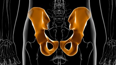 人体骨骼髋部或骨盆骨解剖医学概念3D