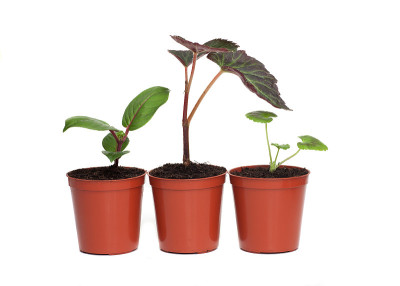 三棵植物幼苗行