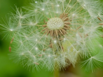 蒲公英种子的微距拍摄