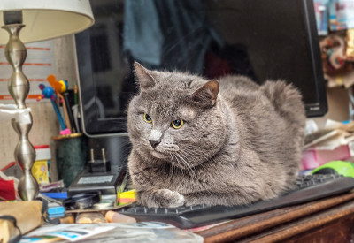 电脑键盘上的猫