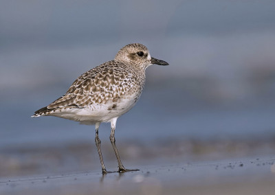 灰珩或黑腹珩(Pluvialis squatarola)是在北极地区繁殖的一种中型珩