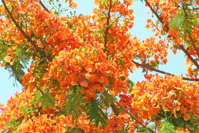 橙色孔雀花盛开