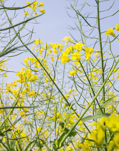 春天的油菜花