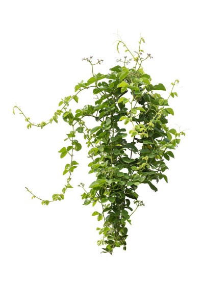 藤本植物在白色背景上孤立