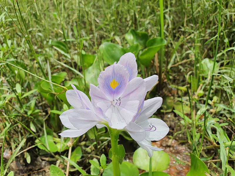 普通水葫芦的花鲜艳夺目。