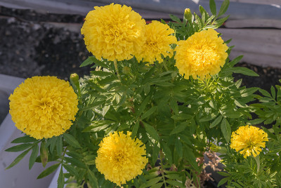 万寿菊鲜花