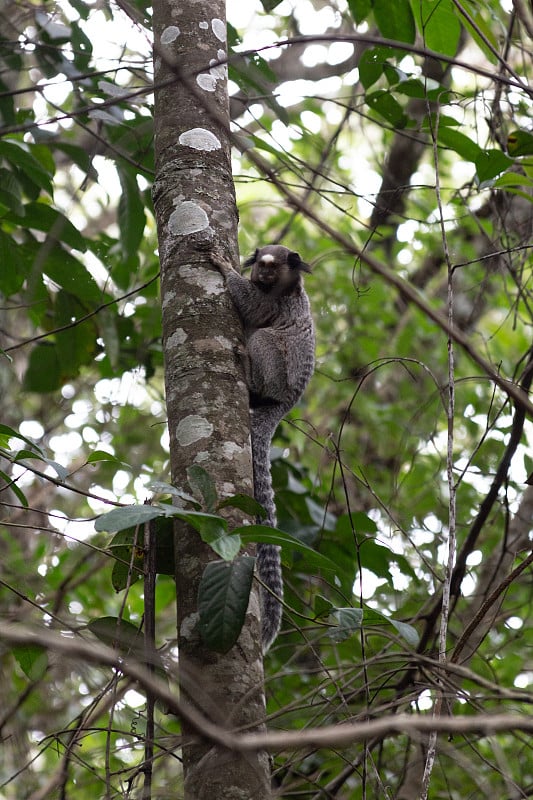 黑色簇Sagui