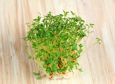 从棉花垫上生长的花园水芹，俯视图