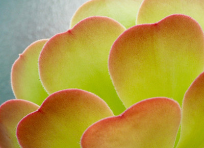 关闭:Aeonium