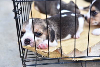 可爱的小猎犬在狗笼子里