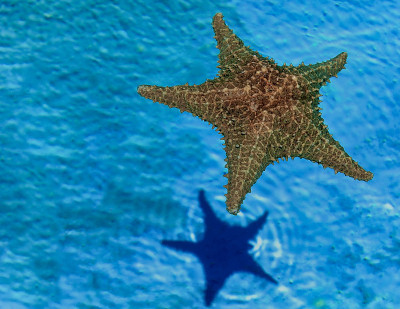 海星在水里。孤立。副本的空间。