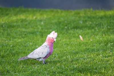 Australian Galah rose breasted parrot staying on a