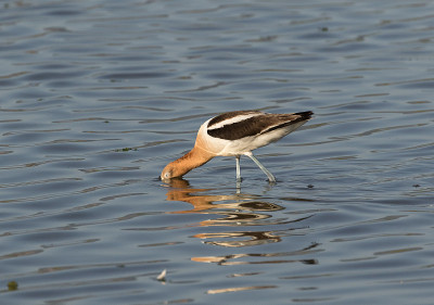 Avocet