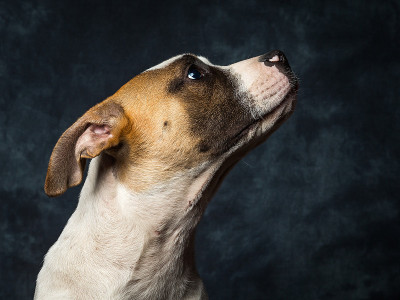 美国斗牛犬