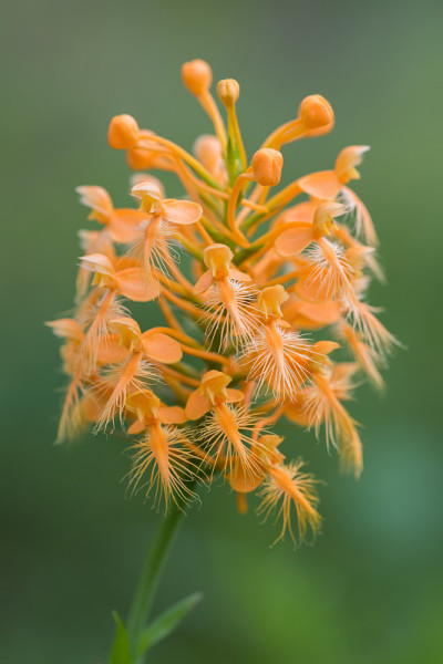 黄色流苏兰(Platanthera Ciliaris) #1, Mount Magazine，阿肯色