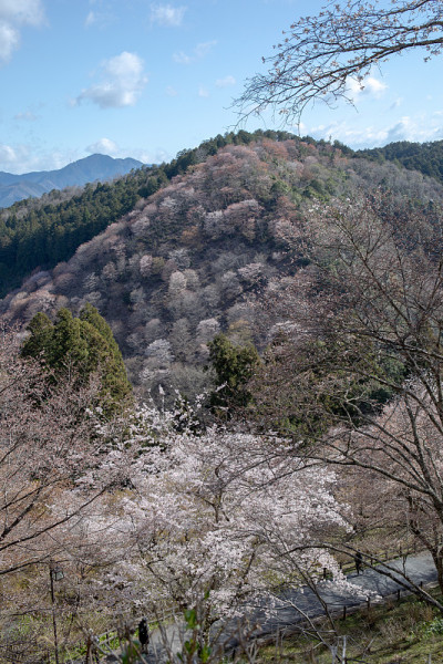 吉野山的樱花