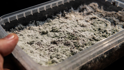 裸盖菇素真菌的生长，与菌丝疾病的问题