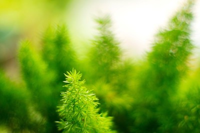 狐尾蕨，绿色自然背景，选择性焦点