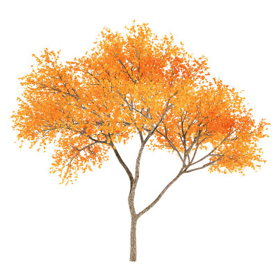 Autumn tree