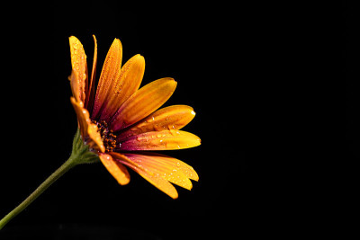 雏菊花