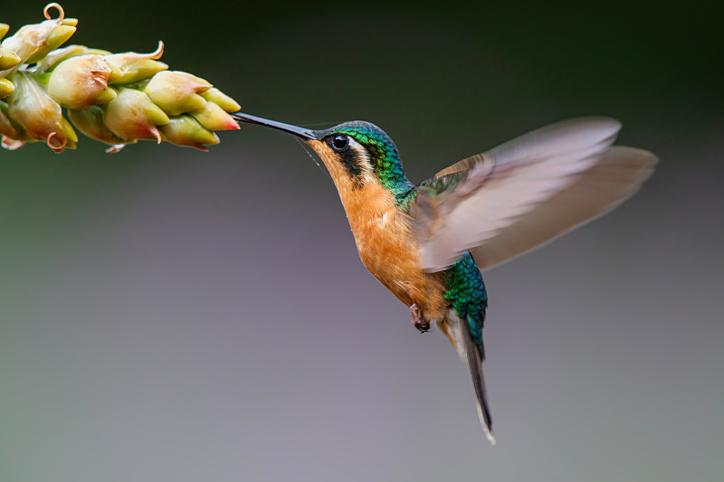 蜂鸟,White-throated Mountain-gem