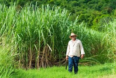 古巴圣克拉拉的一名农民在甘蔗地里收割庄稼