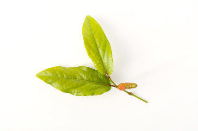 皮帕苏，爪哇龙椒，逆行胡椒，白底草本植物，