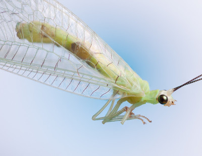 Chrysopidae、绿草蜻蛉