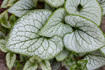 花园中的心叶褐飞虱，西伯利亚褐飞虱(褐飞虱macrophylla 'Jack Frost ')