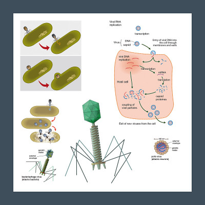 细胞生物学。病毒