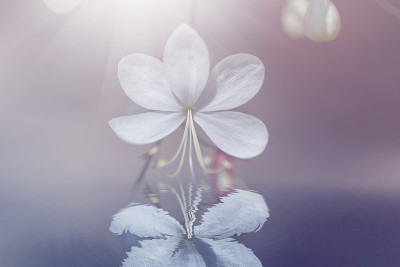 白色的野花