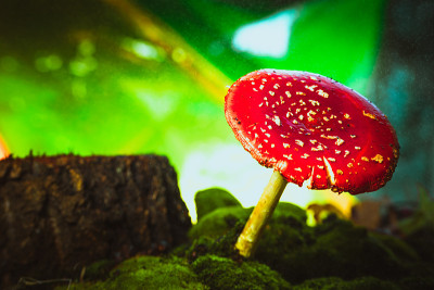 美丽的红色与白色斑点蘑菇上的苔藓