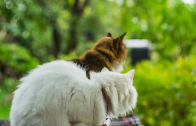 两只白色和彩色的猫