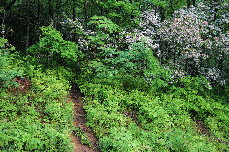 野生山桂自然景观