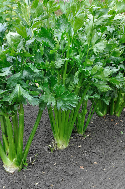 芹菜园特写(叶菜)