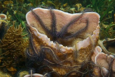 海海绵，由脆星殖民加勒比海